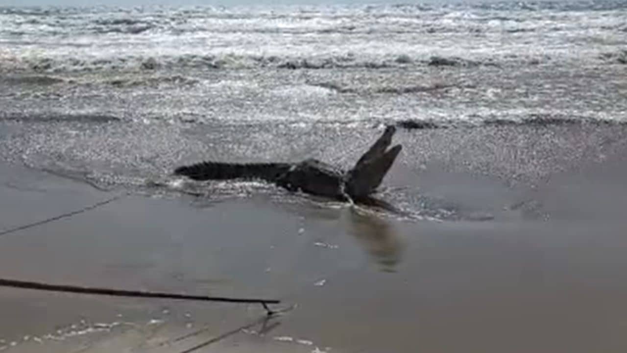 Bali: বালির বিচ থেকে তুলে আনা হল পেল্লাই সাইজের কুমির, এমনও হয়, হতবাক পর্যটকরা!