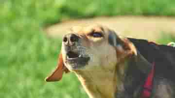 Stray Dog Attack: বাড়ি থেকে বেরোলেই নিতে হবে ১৪টা ইঞ্জেকশন! ৭০ জনকে কামড়ে গোটা শহরের ত্রাস পাড়ার নেড়ি