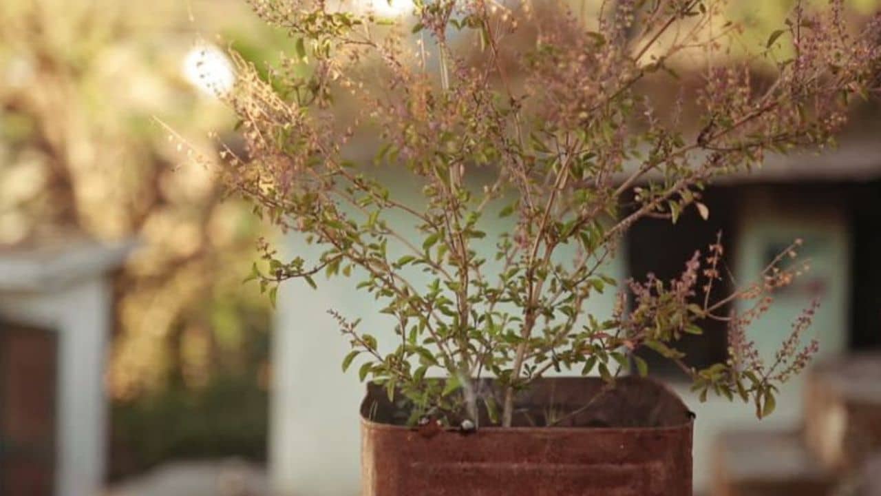 Dry Tulsi Plant: শুকিয়ে গিয়েছে তুলসী গাছ! বাস্তু ও জ্যোতিষ অনুযায়ী কোন তুলসী ঘরের জন্য শুভ, জানুন
