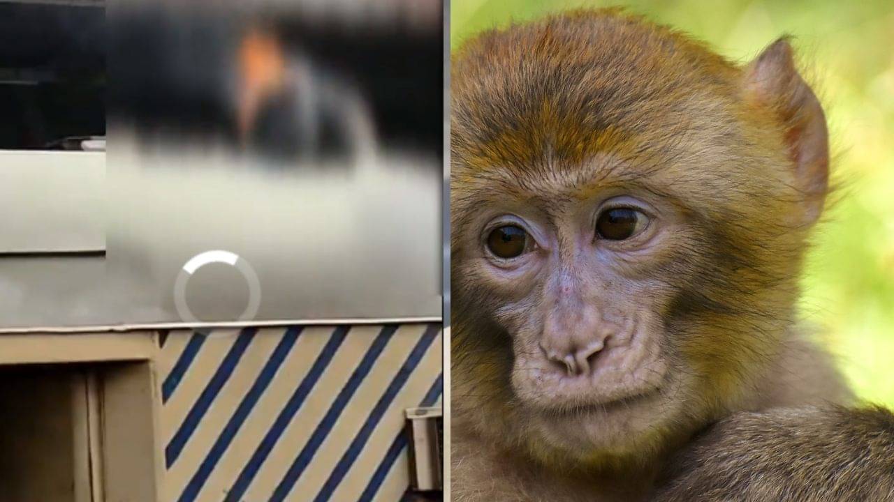 Video: চটি চুরি করে চম্পট বাঁদরের, ফিরিয়ে আনতে গিয়ে মর্মান্তিক পরিণতি ব্যক্তির, প্রকাশ্যে ভিডিয়ো