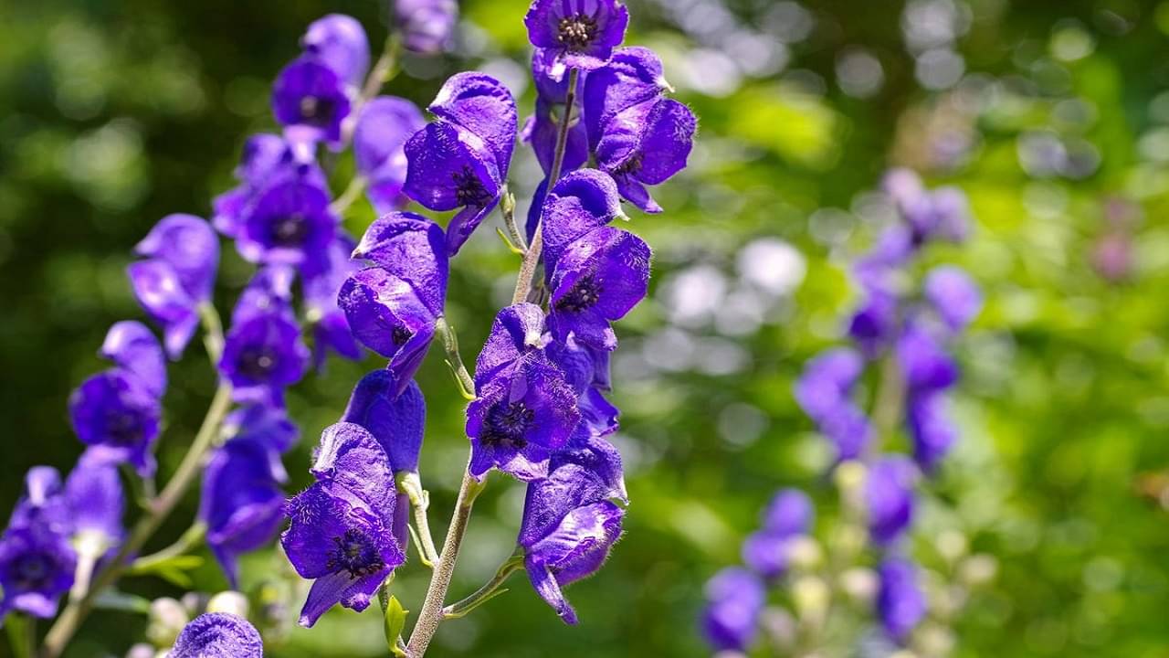 Aconite Flower: স্পর্শ করলেই শরীর অসাড়, আপনার মৃত্যুর কারণ হতে পারে এই ফুল
