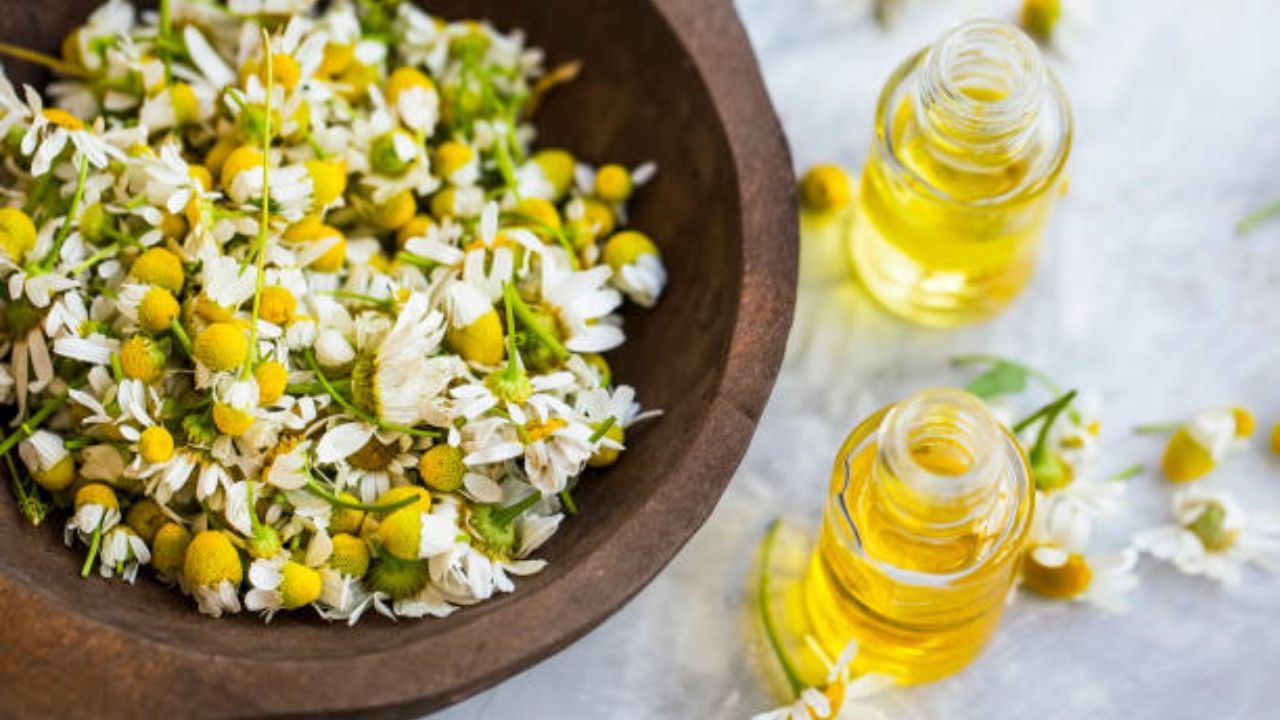 শীতে ফ্রিজি হেয়ারের সমস্যা বাড়ে। উড়ো চুলকে বশ মানাতে ক্যামোমাইল এসেনশিয়াল অয়েল ব্যবহার করতে পারেন। চুলের প্রাকৃতিক তেল নষ্ট হওয়ার কারণে ফ্রিজি হেয়ারের সমস্যা বাড়ে। এক্ষেত্রে নারকেল তেলের সঙ্গে ক্যামোমাইল এসেনশিয়াল অয়েল মিশিয়ে চুলে লাগালে উপকার পাবেন। 