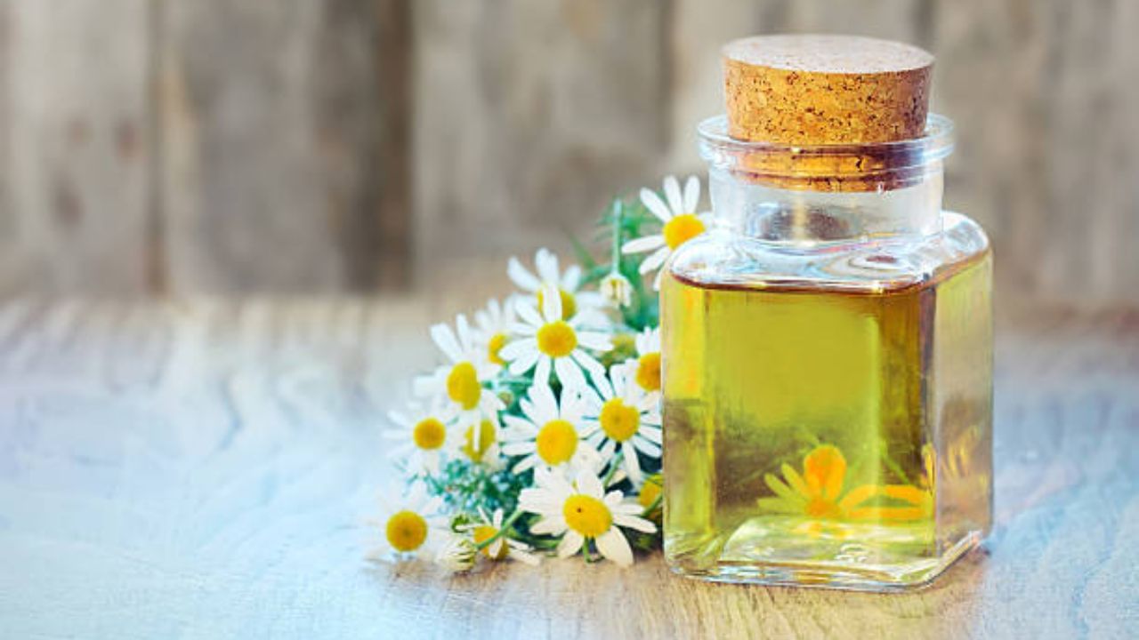 ক্যামোমাইল ফুল থেকে এই এসেনশিয়াল অয়েল তৈরি করা হয়। এটি মানসিক চাপ কমাতে এবং সংক্রমণের ঝুঁকি এড়াতে সাহায্য করে। চুলের যত্নে যদি ক্যামোমাইল এসেনশিয়াল অয়েল ব্যবহার করা হয়, তাহলে কী উপকার পাবেন? চলুন জেনে নেওয়া যাক... 