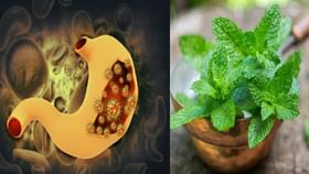 Health Benefits of Mint: আগাছার মত জন্মালেও এই গাছের উপকারিতা অনেক, জ্বর থেকে ক্যানসার পর্যন্ত ১৬ রোগের উপশম হবে Health Benefits of Mint: আগাছার মত জন্মালেও এই গাছের উপকারিতা অনেক, জ্বর থেকে ক্যানসার পর্যন্ত ১৬ রোগের উপশম হবে
