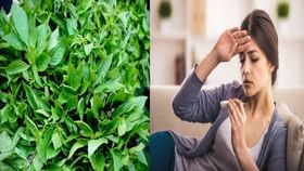 Leaf for Fever: প্রয়োজন নেই অ্যান্টিবায়োটিকের, এই পাতা চিবিয়ে খেলেই সারবে জ্বর-সর্দি Leaf for Fever: প্রয়োজন নেই অ্যান্টিবায়োটিকের, এই পাতা চিবিয়ে খেলেই সারবে জ্বর-সর্দি