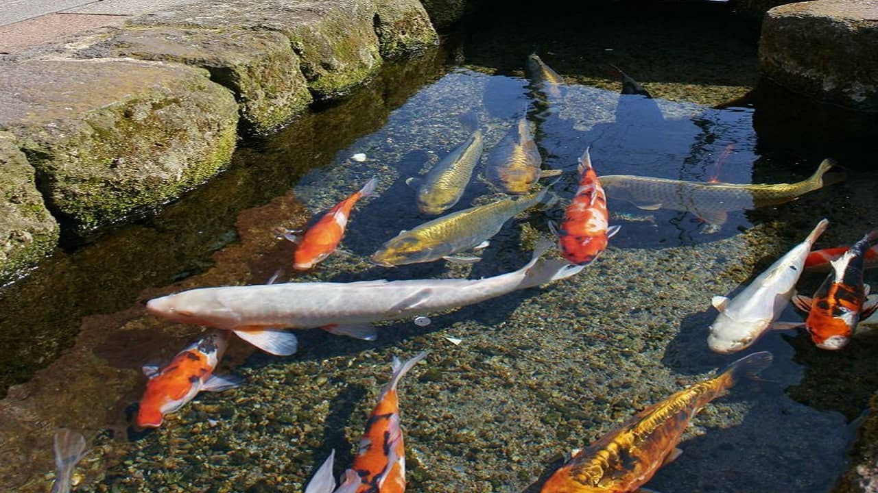 Viral Video: পরিষ্কার জলে ঘুরছে রংবেরঙের মাছ, ড্রেন না অ্যাকোরিয়াম, ধরতে পারবেন না!