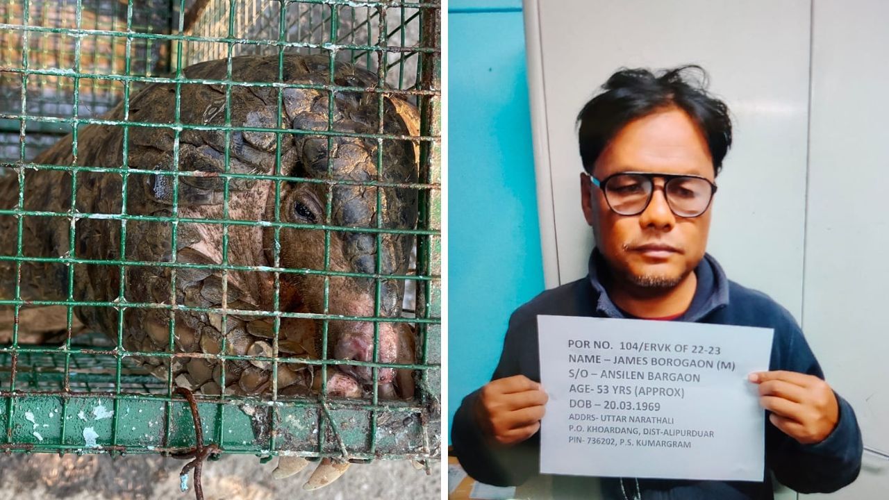 TMC leader প্যাঙ্গোলিন সহ তৃণমূলের উপপ্রধানকে হাতেনাতে ধরল বন দফতর