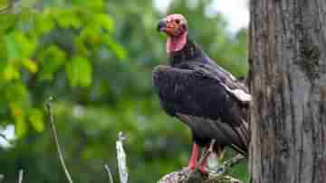 Red-Headed Vulture: দীর্ঘ 6 বছর পর ভারতের এই জায়গায় দেখা মিলল বিরল লাল মাথার শকুনের