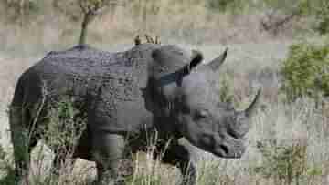 Rhino: চোরাশিকার রোখায় বড় সাফল্য, ২০২২-এ শিকার হয়নি একটিও গণ্ডার, কীভাবে সম্ভব হল?