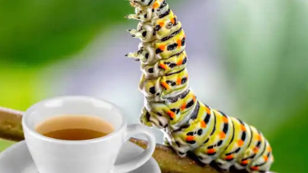 Bizarre: বাজারে আসবে শুঁয়োপোকা থেকে তৈরি চা! উদ্যোগ এক কৃষি বিজ্ঞানের পড়ুয়ার