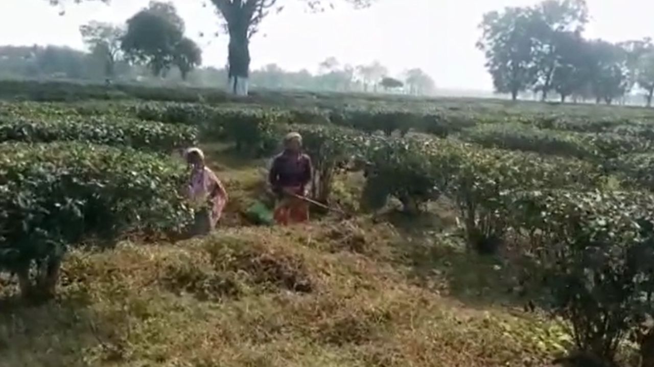 Tea Garden: নেমে এসেছিল দুঃস্বপ্নের রাত! প্রজাতন্ত্র দিবসের আগেই হাসি ফুটল ১০০০ শ্রমিকের মুখে