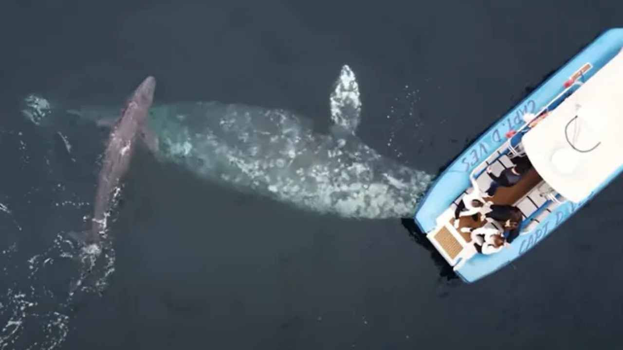 Whale Gives Birth: সমুদ্রের মধ্যে বাচ্চার জন্ম দিল তিমি, পর্যটকদের ক্যামেরায় বন্দি বিরল দৃশ্য