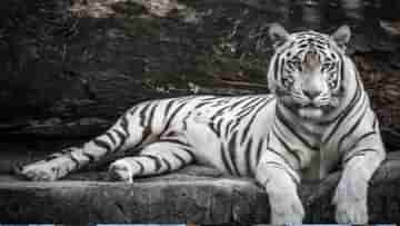 White Tiger: নন্দনকাননে এল নতুন ৩ অতিথি