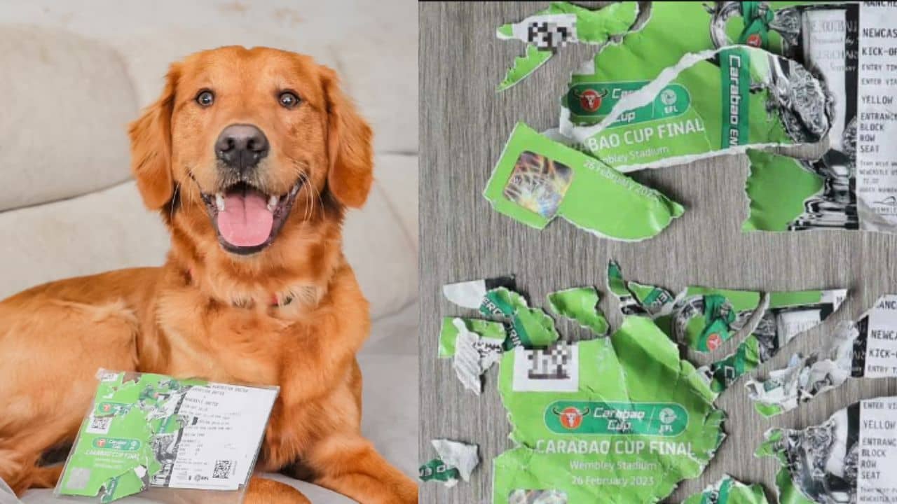 Carabao Cup Final: কী কাণ্ড! ফাইনালের টিকিট চিবিয়ে খেল কুকুর, কী করলেন মালিক?