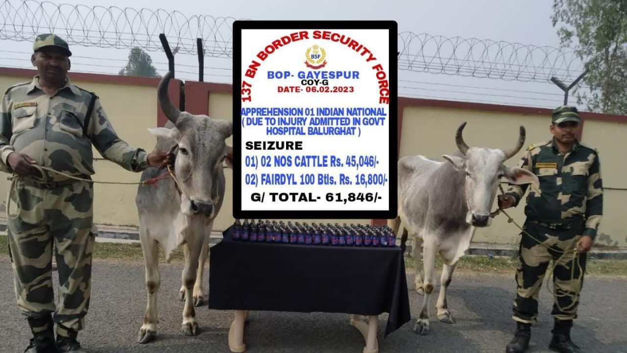 Cow Smuggling: সীমান্তে কড়া প্রহরা BSF-এর, বানচাল গরু পাচারের ছক, জখম এক পাচারকারী