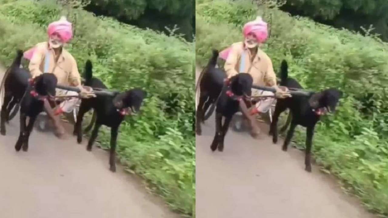 Viral Video: এই পথ যদি না শেষ হয়, তবে ছাগলের গাড়ি চড়লে বেশ হয়!