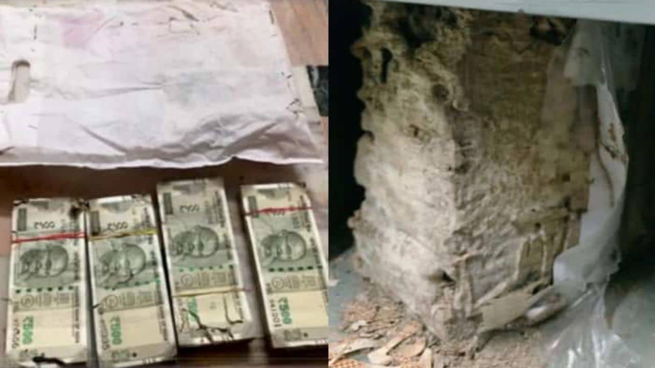 Termites Destroy Notes: চোর যখন উইপোকা, লকার খুলে মাথায় হাত মহিলার