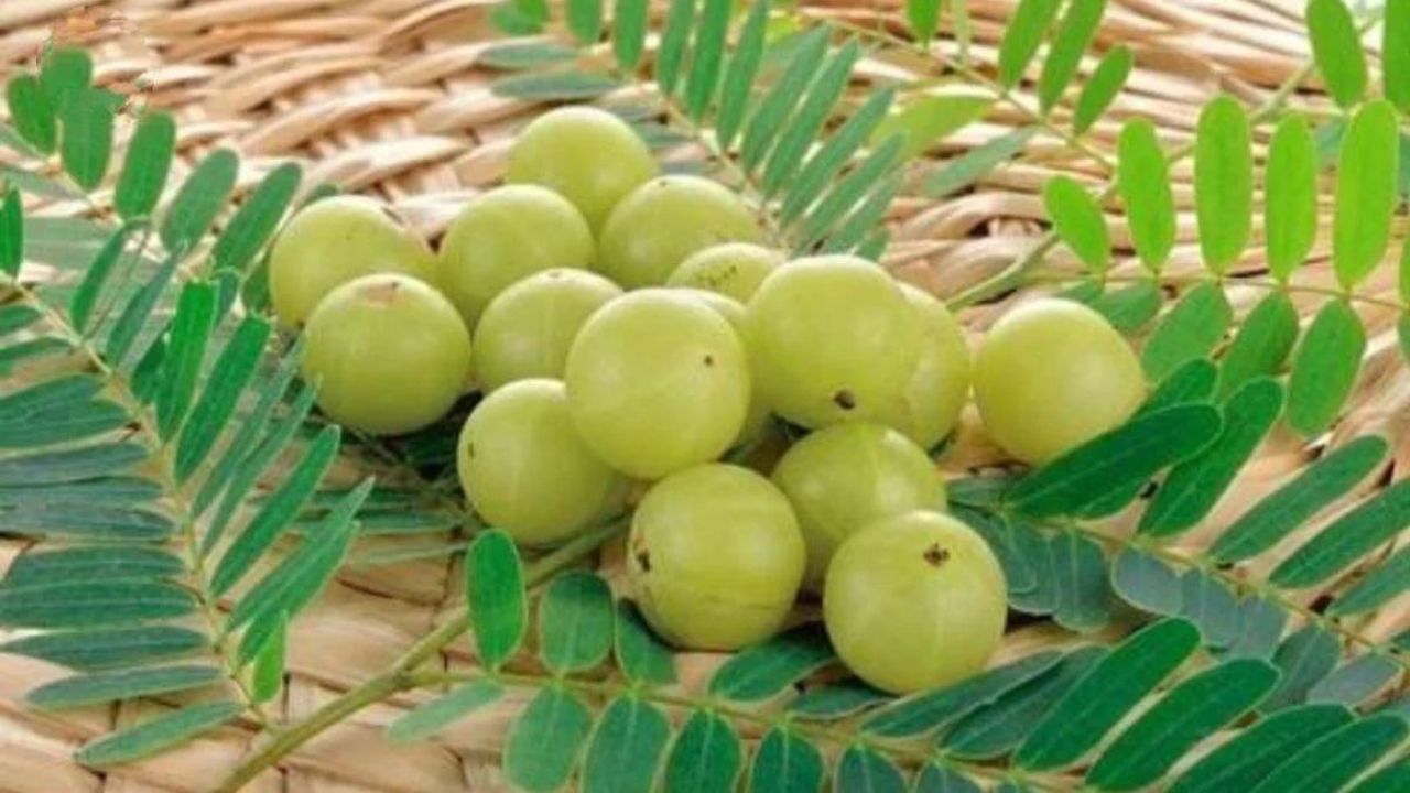 Benefits of Amla: আমলার অনেক গুণ, কিন্তু খেলেই কারা চরম বিপদে পড়বেন, জানা আছে?