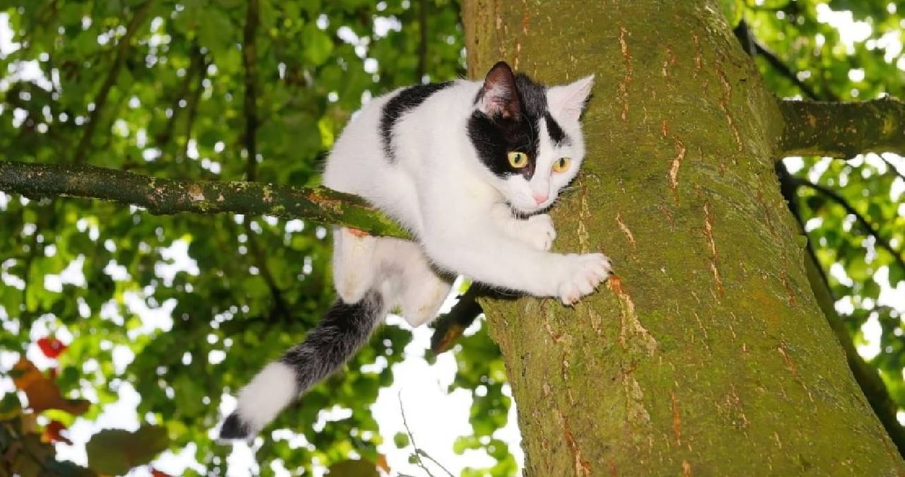 Cat Stuck In Tree : তিনদিন গাছের মগডালে আটকে ‘রসগোল্লা’, ফোন গেল বন দফতরে-দমকলে, তারপর…