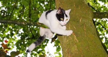 Cat Stuck In Tree : তিনদিন গাছের মগডালে আটকে ‘রসগোল্লা’, ফোন গেল বন দফতরে-দমকলে, তারপর…