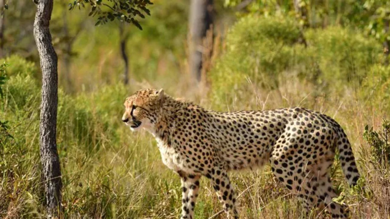 Cheetah: বায়ুসেনার বিমানে দক্ষিণ আফ্রিকা থেকে কুনোয় আসছে ১২টি চিতা