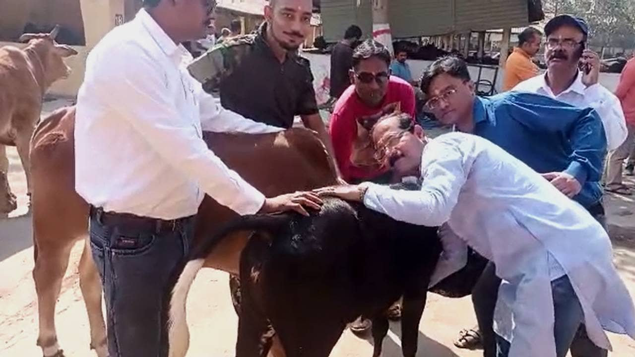 Valentines Day : ‘গো-মাতা বিশ্বের মাতা’, ভ্যালেনটাইন্স ডে-তে গো-প্রেমে মাতোয়ারা বিজেপি