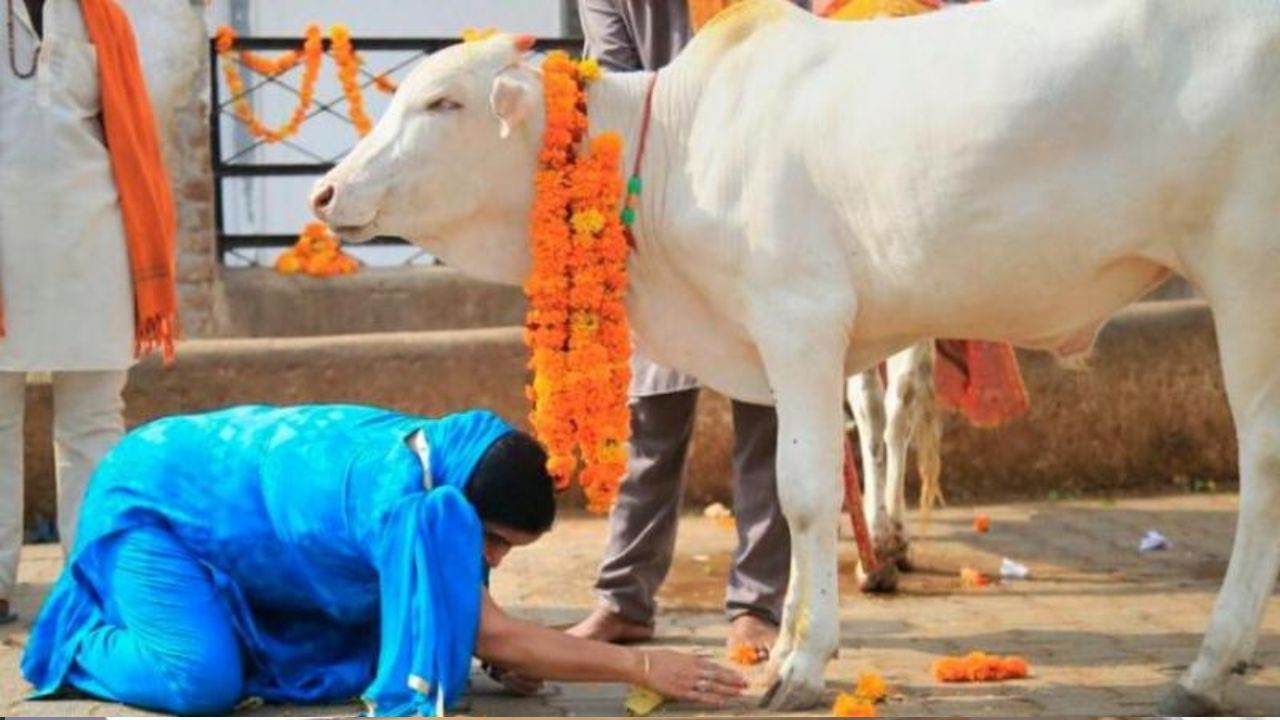 Cow Puja: ভ্যালেন্টাইন্স ডে-তে গুড়-রুটি দিয়ে গো-পুজো করুন, আবেদন বিজেপি মন্ত্রীর