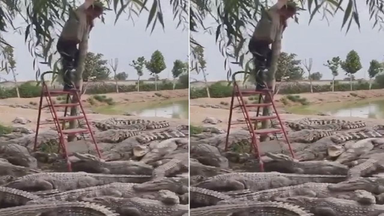 Viral Video: টুপ করে নীচে পড়লেই ডজন খানেক কুমিরের খাবার, ভিডিয়ো দেখে ঘাড় ঘোরাতে পারবেন না