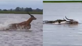 Viral Video: একটু হলে হেলমেটটা মাথায় দিচ্ছিলেন, ভিতর থেকে কিলবিল করে উঠতেই চক্ষু চড়কগাছ