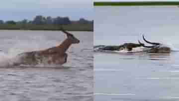 Viral Video: মাঝ নদীতে লম্বা-লম্বা লাফে বিরাট কুমিরকে বোকা বানাল ছোট্ট একটা হরিণ