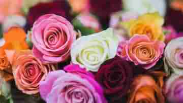 Rose Day 2023: প্রথম দিনেই গোলাপী শুভেচ্ছা, কোন রঙের গোলাপ কিসের প্রতীক, জেনে নিন
