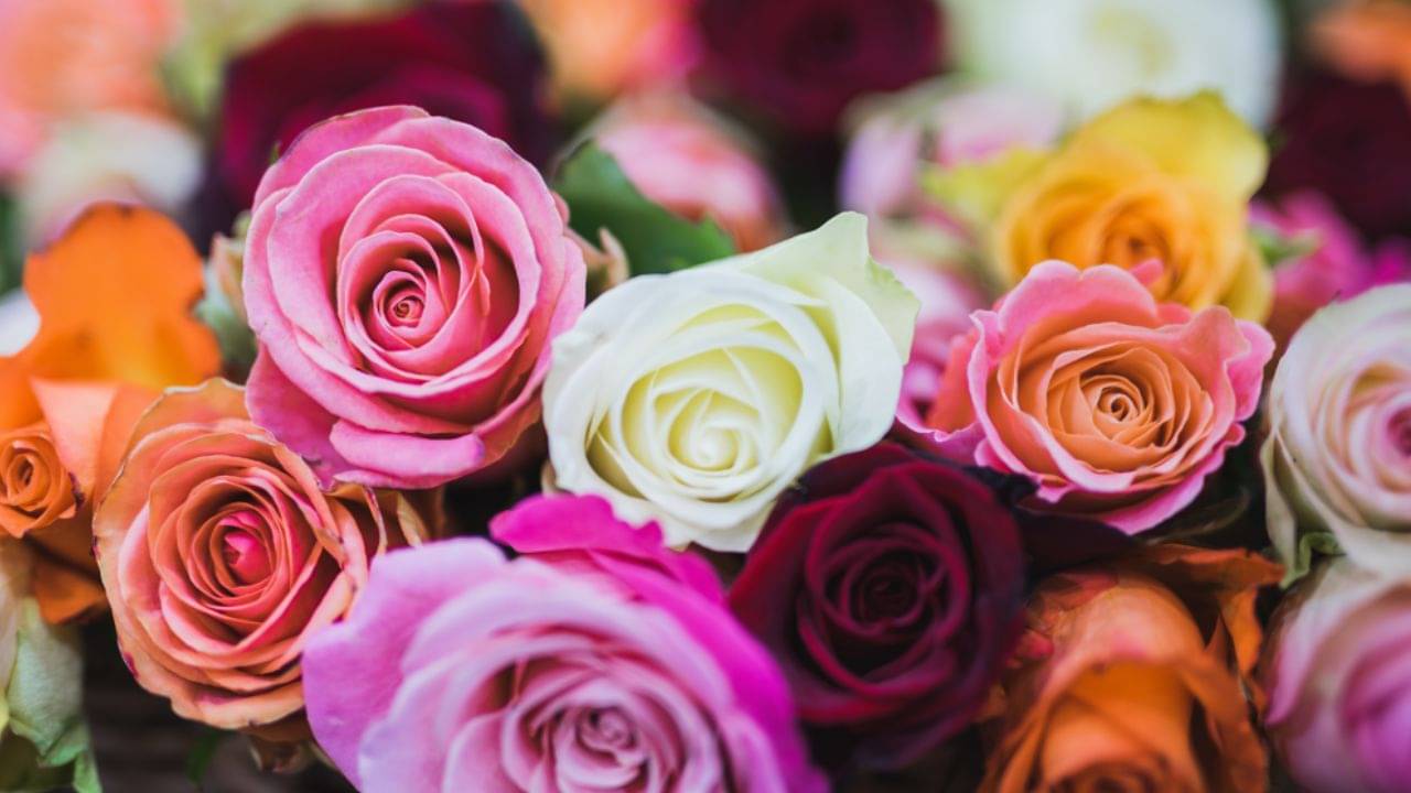 Rose Day 2023: প্রথম দিনেই গোলাপী শুভেচ্ছা, কোন রঙের গোলাপ কিসের প্রতীক, জেনে নিন