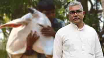 Dilip Ghosh: বেলেল্লাপনা আমাদের সংস্কৃতি নয়, গরু আলিঙ্গন দিবস নিয়ে কী বলছেন দিলীপ ঘোষ?