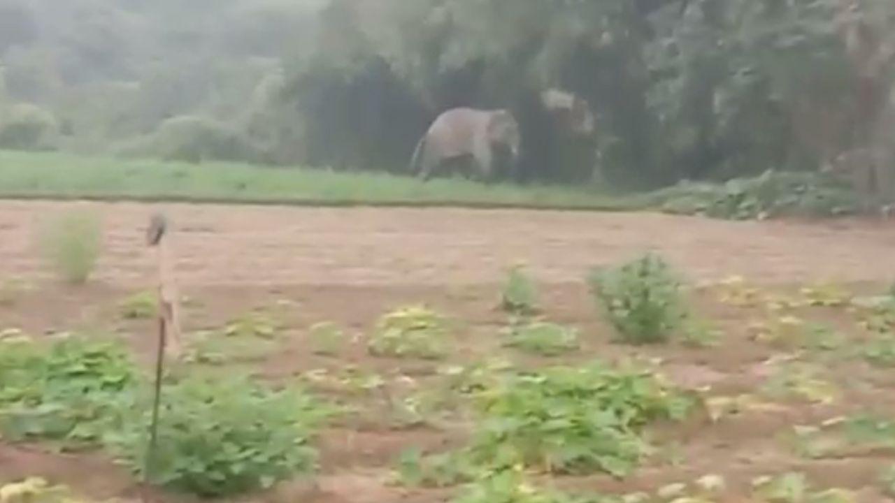 Elephant Attack: নষ্ট হয়েছে ফসল, ভয়ে বাইরে বেরনো দায়, দু'টি হাতির দাপাদাপিতে অতিষ্ঠ গোটা গ্রাম