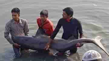 Shark Recovered: প্রায় ছফুট লম্বা! পিয়ালির চরে হাঙরটি জাপটে ধরলেন গ্রামবাসীরা