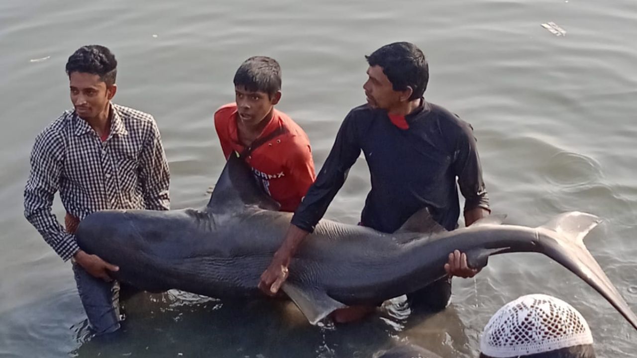 Shark Recovered: প্রায় ছ'ফুট লম্বা! পিয়ালির চরে হাঙরটি জাপটে ধরলেন গ্রামবাসীরা