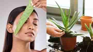 Organic Aloe Vera Gel: বাজারচলতি অ্যালোভেরা জেলে আর ভরসা পাচ্ছেন না? বাড়িতে গাছ থাকতে চিন্তা কিসের!