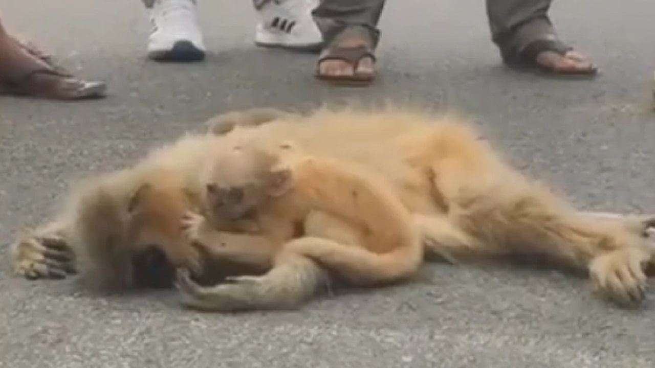 Viral Video: নিথর দেহ, সাড়াশব্দ নেই, মায়ের মৃতদেহ জড়িয়ে ধরে অঝোর কান্না বাঁদর সন্তানের