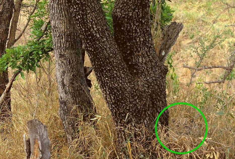 Leopard Optical Illusion