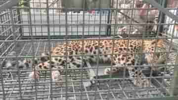 Leopard: চোরাশিকারিদের ফাঁদে পূর্ণবয়স্ক চিতাবাঘ, বনকর্মীদের তৎপরতায় ঘুমপাড়ানি গুলি করে উদ্ধার