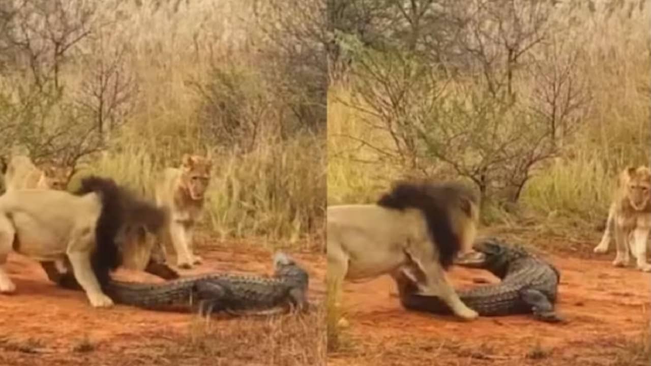 Viral Video: কুমিরের সঙ্গেই কুমির ডাঙা খেলা, লেজ ধরে বাগে আনার চেষ্টার পরেও পিছু হটল বনের রাজা-রানিরা