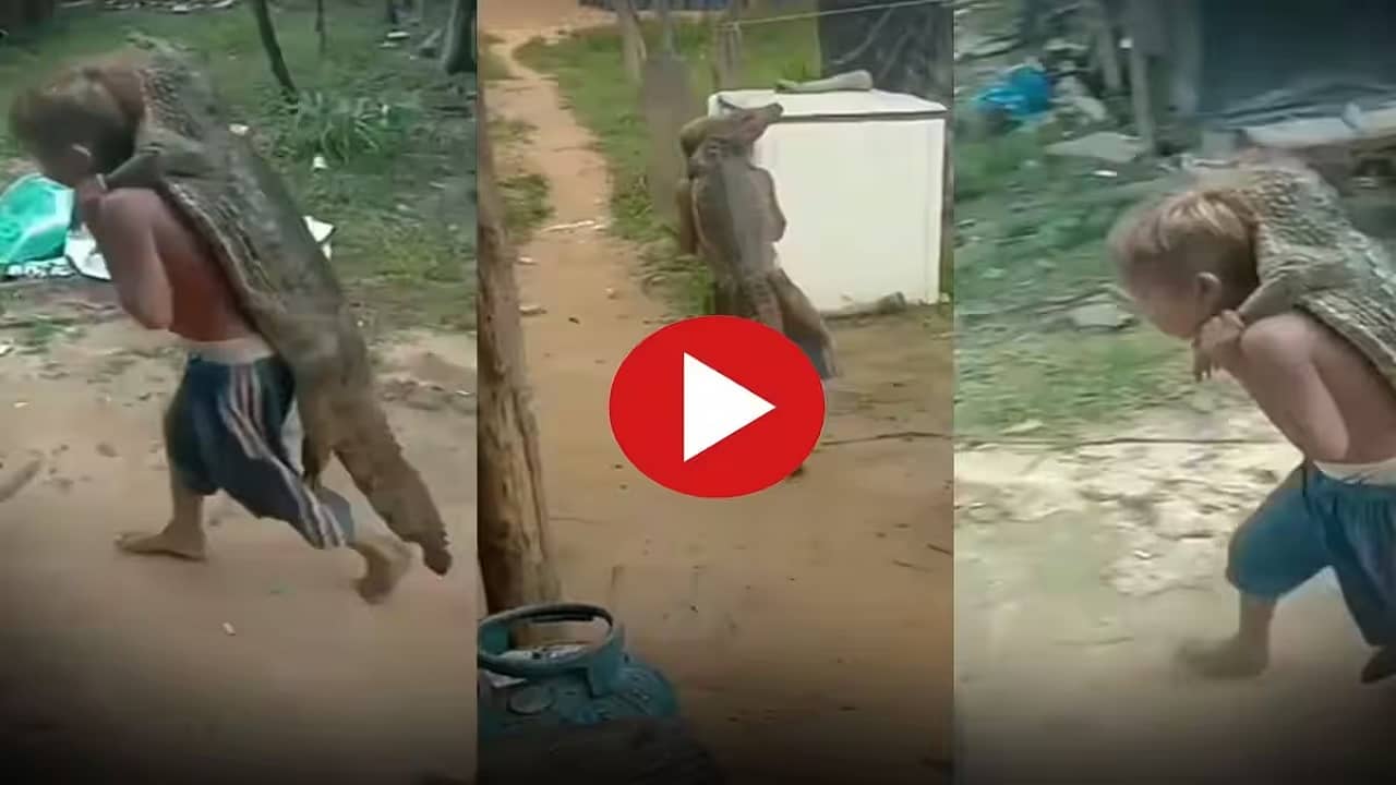 Viral Video: অকুতোভয় শিশু, পিঠে করে কুমির নিয়ে ঘুরে বেড়াচ্ছে, দেখুন কাণ্ড