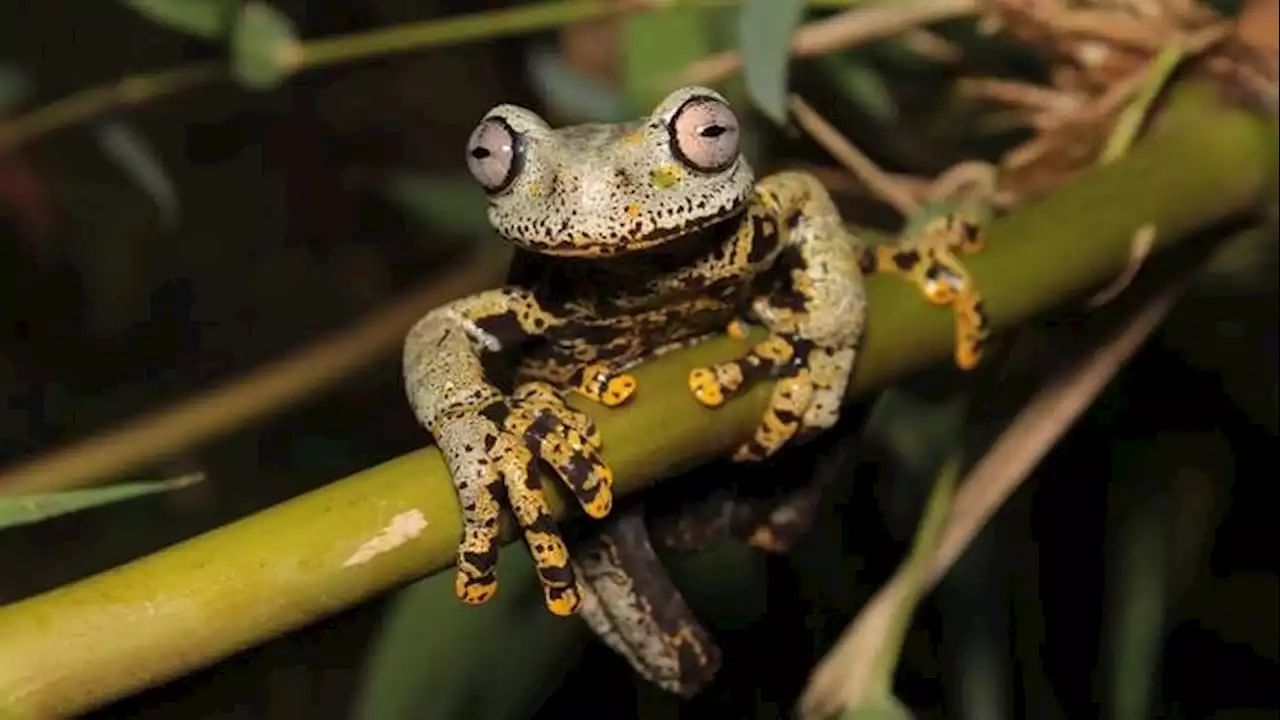 Lord Of The Rings Frog: নতুন প্রজাতির ব্যাঙের সন্ধান পেলেন বিজ্ঞানীরা, 'লর্ড অফ দ্য রিংস'-এর সঙ্গে অদ্ভুত কানেকশন