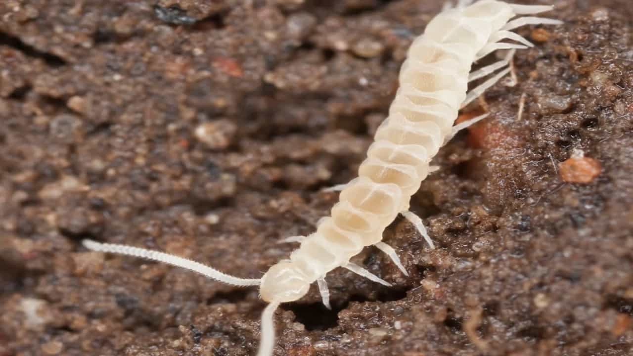 Animal With Most Legs: প্রাণীজগতে সবচেয়ে বেশি পা রয়েছে এই প্রজাতির কেন্নোর, গবেষণায় উঠে এসেছে তথ্য Animal With Most Legs: প্রাণীজগতে সবচেয়ে বেশি পা রয়েছে এই প্রজাতির কেন্নোর, গবেষণায় উঠে এসেছে তথ্য
