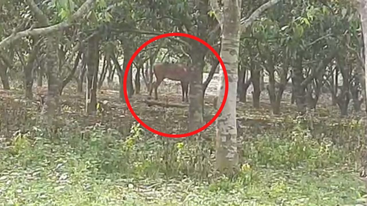 North Dinajpur: ভুট্টাক্ষেতে দাপাদাপি করছে ওইটা কী? দীর্ঘ আড়াই ঘণ্টা ছোটাছুটির পর খোঁজ মিলল অদ্ভুত জন্তুর North Dinajpur: ভুট্টাক্ষেতে দাপাদাপি করছে ওইটা কী? দীর্ঘ আড়াই ঘণ্টা ছোটাছুটির পর খোঁজ মিলল অদ্ভুত জন্তুর