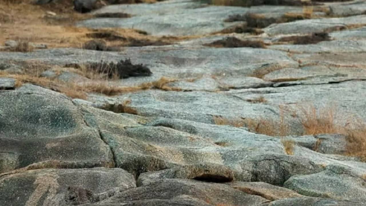 Optical Illusion: বাজপাখির মতো তীক্ষ্ণ নজরেই ছবিতে বিশ্রামরত লেপার্ডটিকে খুঁজে পাওয়া সম্ভব