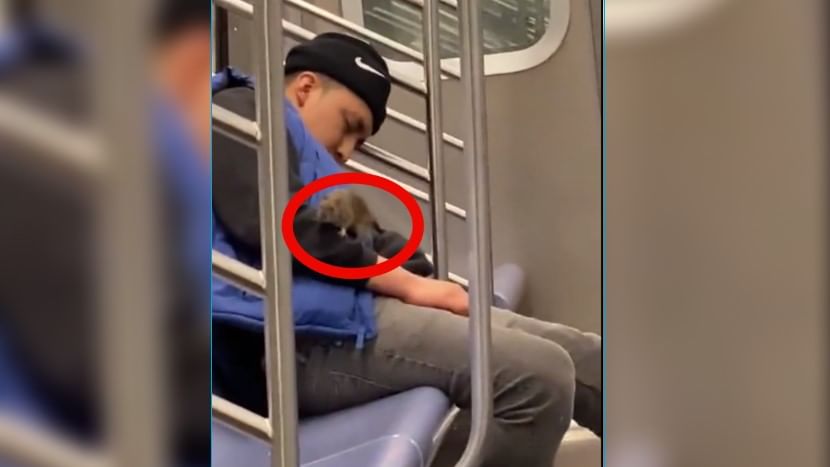 Rat in Metro: ভিডিয়ো: মেট্রোয় যাত্রীর ঘুম ভাঙাচ্ছে ইঁদুর! হাসির রোল নেটপাড়ায়