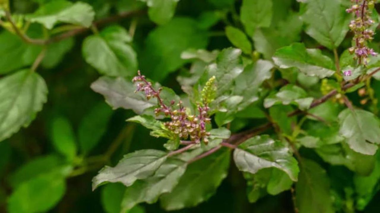 তুলসী: সাধারণ ও সহজলোভ্য আয়ুর্বেদিক ভেষজ এটি। এতে রয়েছে উচ্চমাত্রার অ্যান্টি-অক্সিডেন্ট, জিঙ্ক ও ভিটামিন সি, যা স্বাভাবিকভাবেই রোগ প্রতিরোধ ক্ষমতা বাড়িয়ে তোলে। এছাড়া এতে রয়েছে অ্যান্টিব্যাকটেরিয়াল, অ্যান্টিভাইরাল এবং অ্যান্টি-ইনফ্লেমেটরি বৈশিষ্ট্য, যা শ্বাসযন্ত্রের স্বাস্থ্যের উন্নতি করতে পারে ও সংক্রমণের বিরুদ্ধে লড়াই করতে সাহায্য করে। মধুর সঙ্গে তুলসী পাতার রস ব্রঙ্কাইটিস, হাঁপানি, ইনফ্লুয়েঞ্জা, কাশি ও সর্দি সারাতে ব্যবহার করলে উপকার পাওয়া যায়।