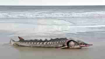 Sea Dinosaur: সামুদ্রিক ডাইনোসর ভেসে এল ভার্জিনিয়ার দ্বীপে, প্রাগৈতিহাসিক যুগে আগমন