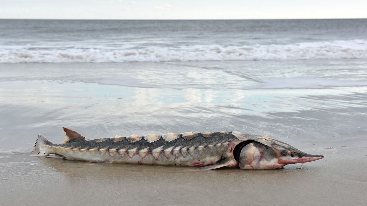 Sea Dinosaur: সামুদ্রিক 'ডাইনোসর' ভেসে এল ভার্জিনিয়ার দ্বীপে, প্রাগৈতিহাসিক যুগে আগমন